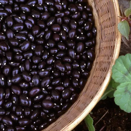 בית חווה Arraspine *